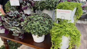 Dümmen Orange Bringing Succulent Production In-House