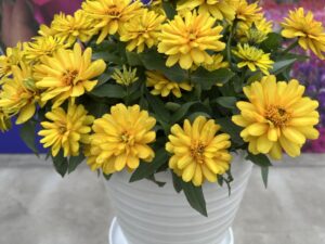 2. Zydeco Zinnia Series (Syngenta Flowers) 