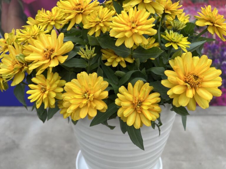 2. Zydeco Zinnia Series (Syngenta Flowers) 