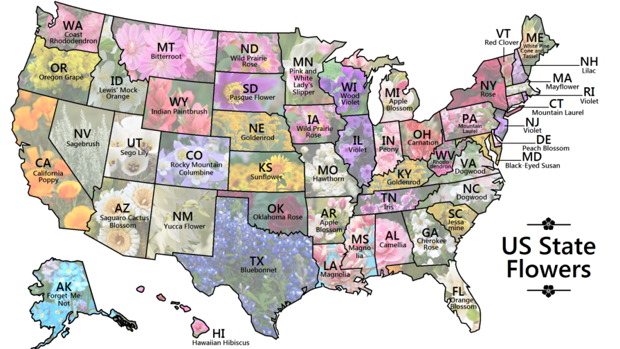 50 State Flower Garden Project