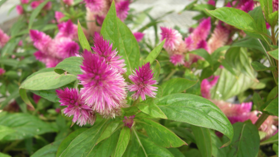 Alternanthera mosaic virus