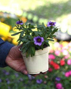 Calibrachoa Cabaret Purple Heart (Ball FloraPlant)