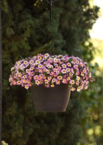 Calibrachoa Cha Cha Diva Hot Pink (Ball FloraPlant)