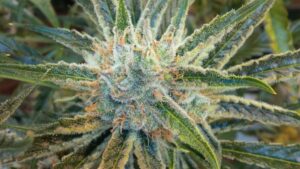 Weighing the Pros and Cons of Premixed Cannabis Fertilizers