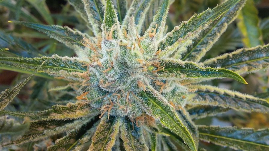 greenhouse Cannabis Photo Ryan Douglas