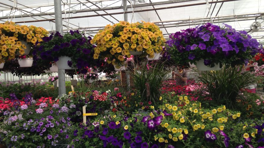 University of Connecticut Greenhouse