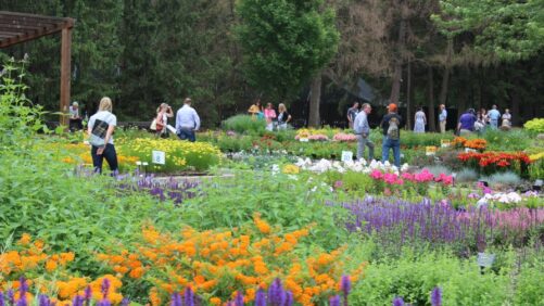 Darwin Perennials Day 2022 Is Set for June 22