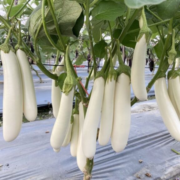 Eggplant 'Icicle'