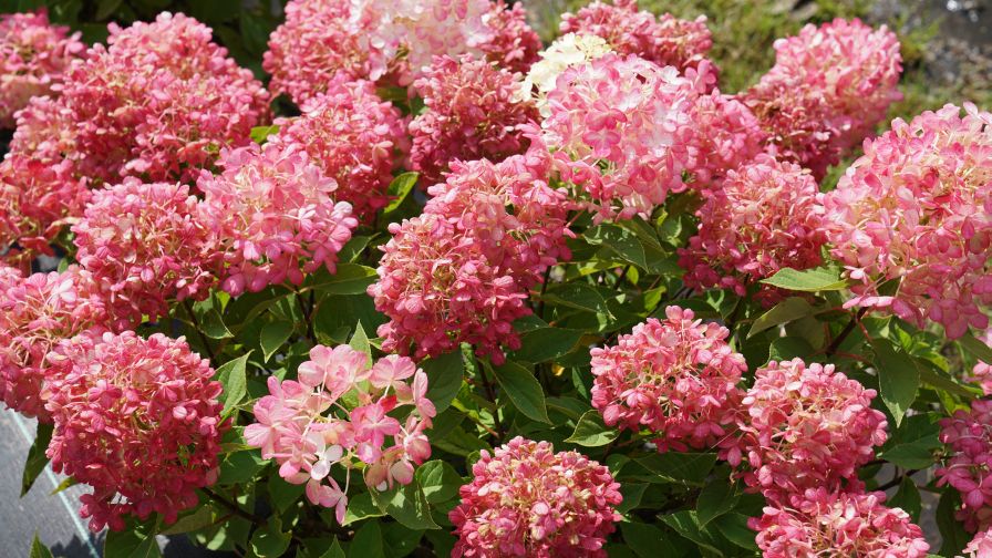 Hydrangea paniculata Fire Light Tidbit (Spring Meadow, Proven Winners ColorChoice Shrubs) Landscape Roadshow