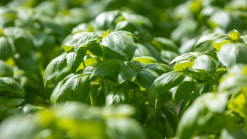 Soli Organic Introduces New Greenhouse-Grown Organic Basil