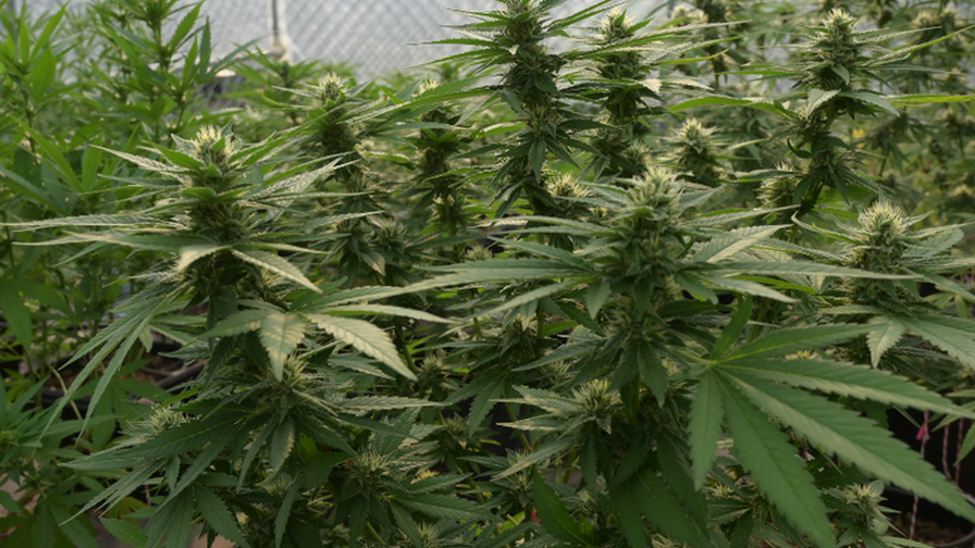 Maxwell Cannabis Plants root zone