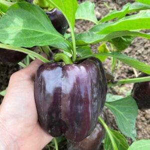 Pepper 'Dragonfly'