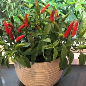 Pepper 'Quickfire'