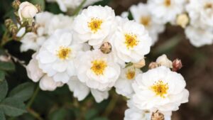 Star Roses and Plants Nets Three Rose Trial Awards