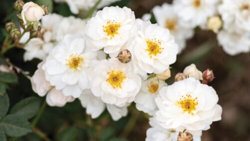 Star Roses and Plants Nets Three Rose Trial Awards