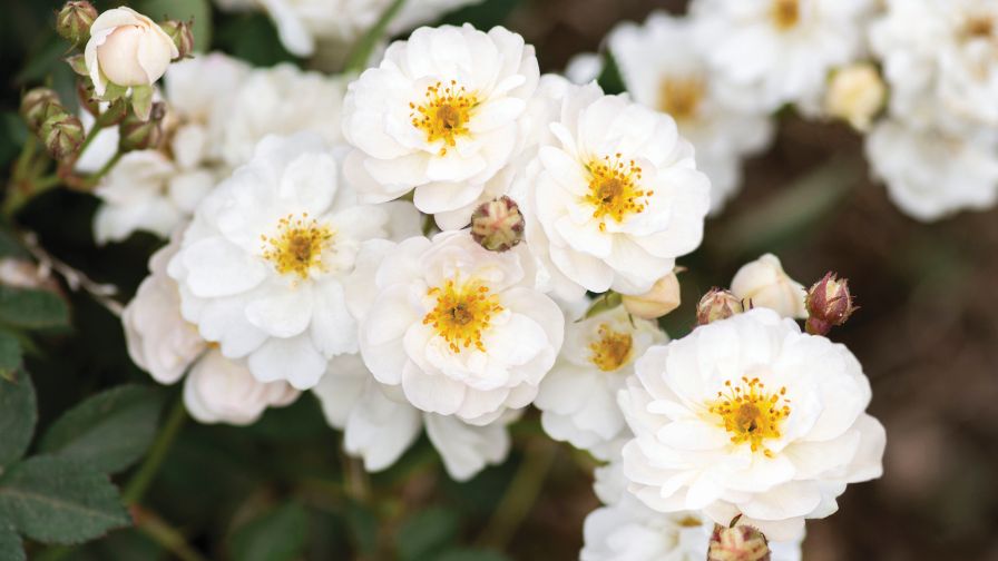 Pretty Polly White (Star Roses and Plants)