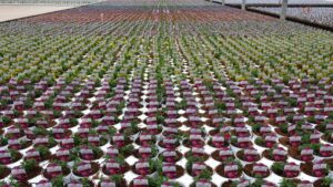 Common Pitfalls to Avoid When Finishing Calibrachoa