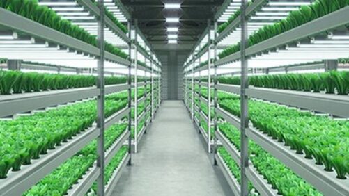 International Research Targets Light Spectrum Impact on Plant Growth