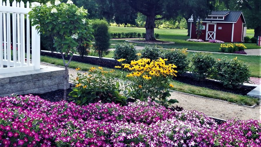 Suntory AIB Surfinia Purple Starshine in Springfield, OH Alive With Flowers