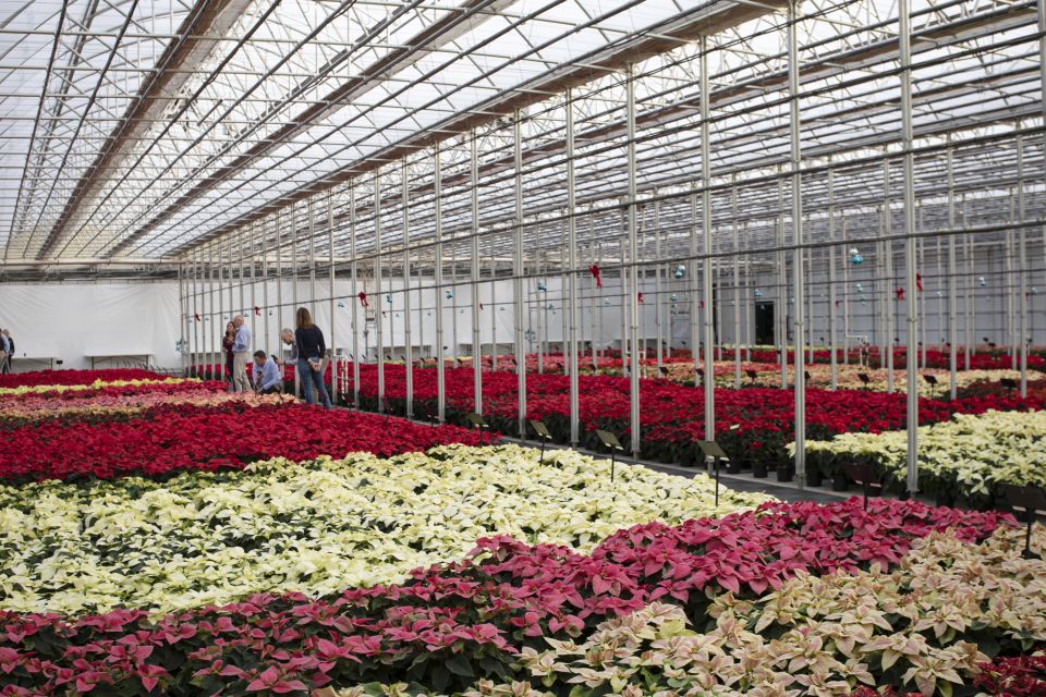 Syngenta Flowers & Lazzeri Varietes_HeimosPoinsettiaTrials2021 crop protection in poinsettias fungus gnats