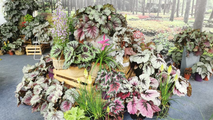 Terra Nova at the 2022 Shenzhen Flower Show