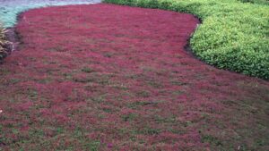 Why Groundcovers Are an Essential Yet Overlooked Addition to Any Garden