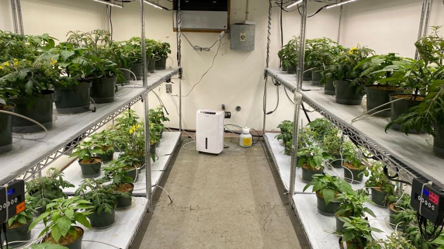 University of Florida Indoor production Tomatoes