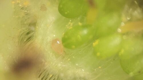 Pest Management Solutions for Western Flower Thrips in Strawberries
