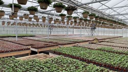 Lessons Learned From Six Recent Greenhouse Expansions
