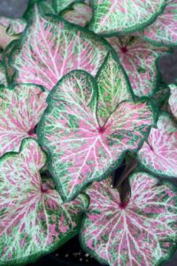 Caladium Dots Delight University of Florida