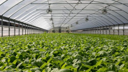 Two Greenhouse Expansion Projects Taking Shape in the Northeast