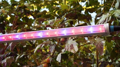 Research Confirms Potential of Intra-Canopy Lighting for High-Wire Crops