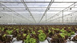 The Story Behind Greenhouse Curtains