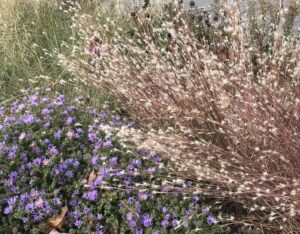 Black Mountain Bluestem and Aster (Hoffman Nursery)