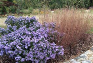 Schizachyrium and Aster (Hoffman Nursery)