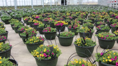 Ways to Maximize the Use of Biosolutions in Your Greenhouse Business
