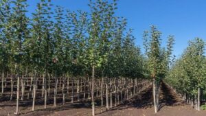 Everde Growers Expands With Acquisition of California Fruit Grower