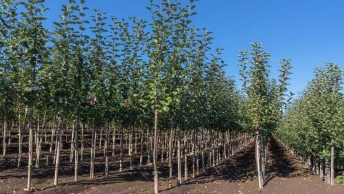 Everde Growers Expands With Acquisition of California Fruit Grower
