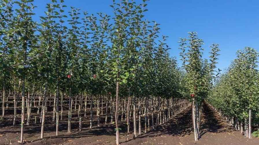 La Verne Nursery