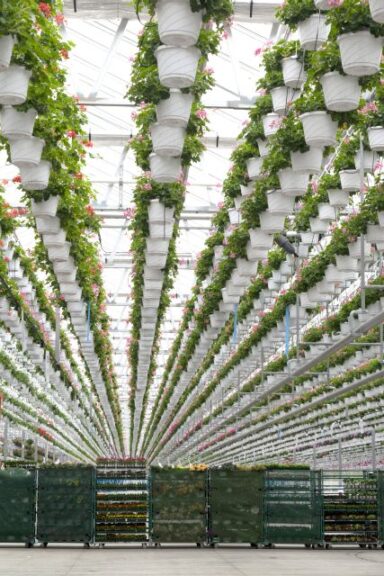 Lucas Greenhouses