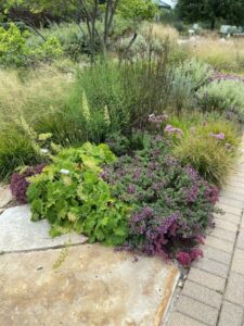 Sesleria, Heuchera, Origanum (Midwest Groundcovers)