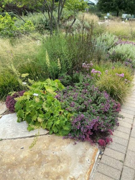 Sesleria, Heuchera, Origanum (Midwest Groundcovers)