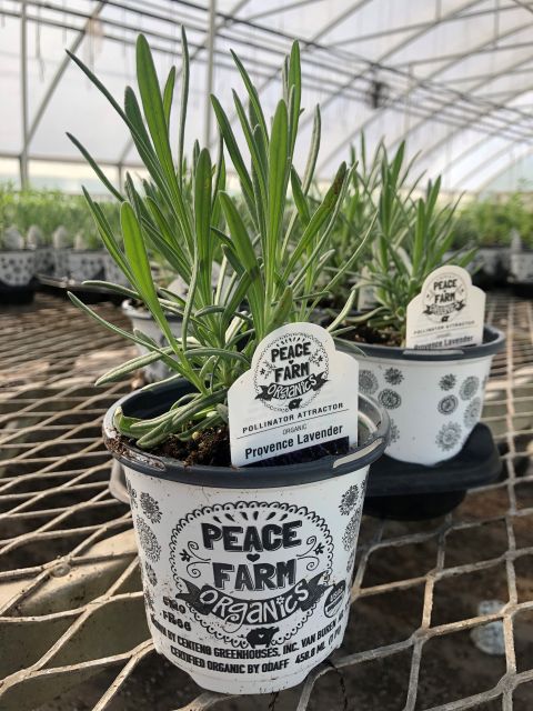 Parks Brothers Farm Peace Farm Organics_lavender