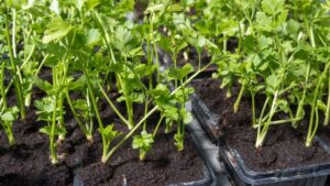 Garden parsley in seed trays