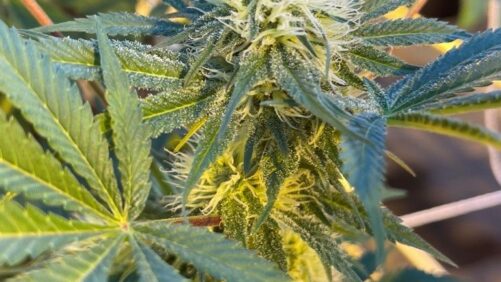 Simplify Your Life Through Strategic Cannabis Cultivar Selection
