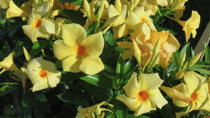 Which New Plant Variety Is the Best? Readers’ Choice Voting Is Open; Here’s How You Can Help!