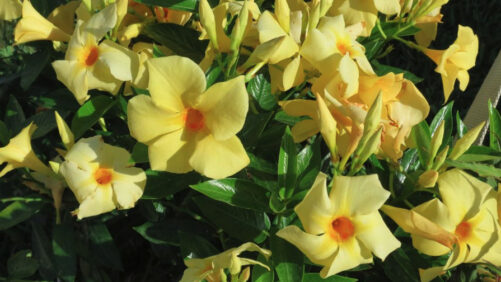 Which New Plant Variety Is the Best? Readers’ Choice Voting Is Open; Here’s How You Can Help!