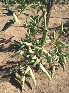 Tomato, Curly Top Virus, Disease -UC Davis Confirmation