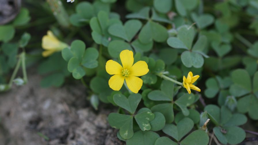 Yellow woodsorrel MSU
