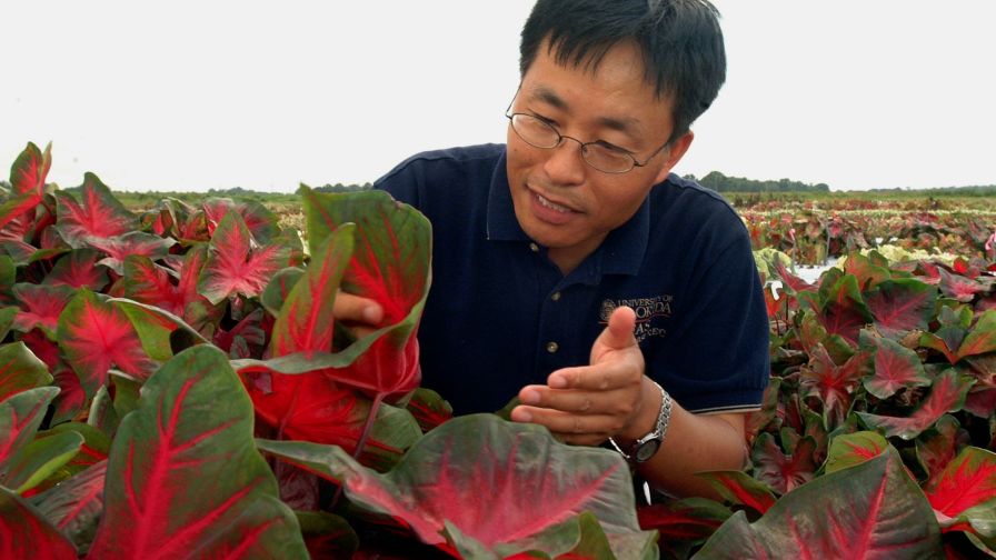 Zhanao Deng Caladium cultivars